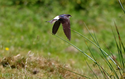 HOUSE MARTIN . CHALLACOMBE FARM . DARTMOOR . DEVON . ENGLAND . 26 . 6 . 2018