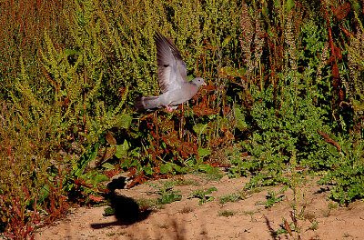STOCK DOVE . BOWLING GREEN MARSH . TOPSHAM . DEVON . ENGLAND . 27 . 6 . 2018