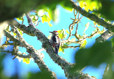 GREAT SPOTTED WOODPECKER . BOWLING GREEN MARSH . TOPSHAM . DEVON . ENGLAND . 27 . 6 . 2018