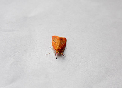 ROSY FOOTMAN ( Miltochrist miniata , TOPSHAM , DEVON , 5 . 7 . 2018.JPG