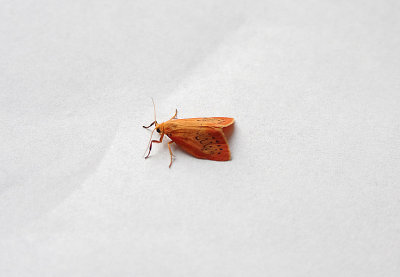 ROSY FOOTMAN ( Miltochrista miniata , TOPSHAM , DEVON , 5 , 7 , 2018.JPG