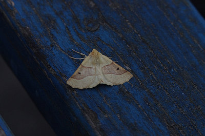 SCALLOPED OAK ( Crocallis elinguaria ) , EXMOUTH , DEVON , 7 , 7 , 2018.JPG