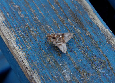 SILVER Y ( Autographa gamma ) . EXMOUTH . DEVON . 7 . 7 . 2018.JPG