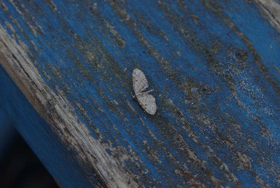 SLENDER PUG ( Eupithecia tenuiata ) , EXMOUTH , DEVON , 7 , 7 , 2018.JPG