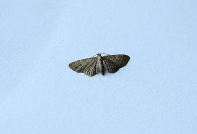 HAWORTH`S PUG Eupithecia haworthiata ) . TOPSHAM . DEVON . 9 . 7 . 2018..JPG