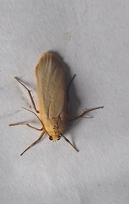 BUFF FOOTMAN ( Eilema depressa ) , SAINT HILL . DEVON , 11 , 7 , 2018
