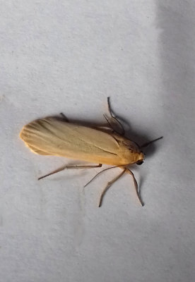 BUFF FOOTMAN ( Eilema depressa ) . SAINT HILL . DEVON . 11 . 7 . 2018