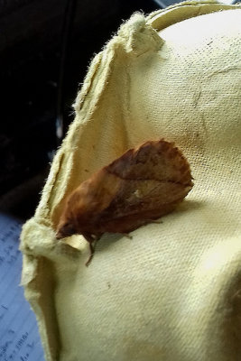 DRINKER ( Euthrix potatoria ) . SAINT HILL . DEVON . 11 . 7 . 2018