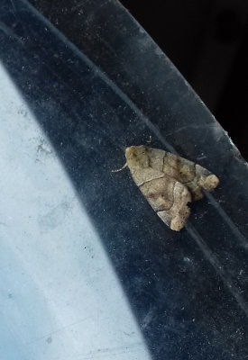 DUN-BAR ( Cosmia trapezina ) . SAINT HILL . DEVON . 11 . 7 . 2018