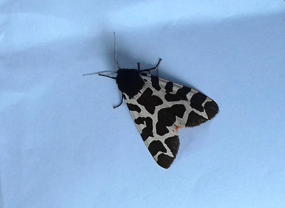 GARDEN TIGER ( Arctia caja ) , SAINT HILL , DEVON , 11 , 7 , 2018