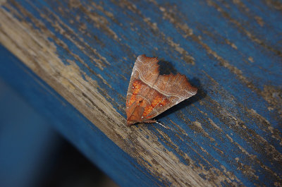 HERALD ( Scoliopteryx libatrix ) . EXMOUTH . DEVON . 11 . 7 . 2018