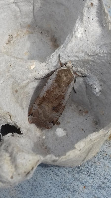 LARGE YELLOW UNDERWING ( Noctua pronuba ) . SAINT HILL . DEVON . 11 . 7 . 2018