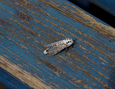 LEOPARD MOTH ( Zeuzera pyrina ) . EXMOUTH . DEVON . 11 . 7 . 2018