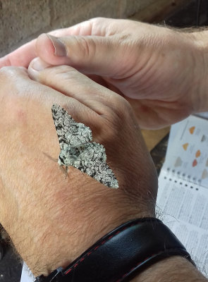 PEPPERED MOTH ( Biston betularia ) . SAINT HILL . DEVON . 12 . 7 . 2018