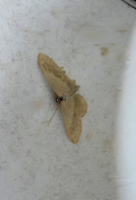 RIBAND WAVE ( Idaea aversata ) . SAINT HILL . DEVON . 11 . 7 . 2018