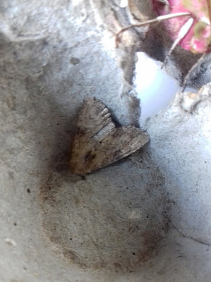SLENDER BRINDLE ( Apamea scolopacina ) . SAINT HILL . DEVON . 11 . 7 . 2018