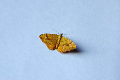 YELLOW SHELL ( Camptogramma bilineata ) . TOPSHAM . DEVON . 14 . 7 . 2018