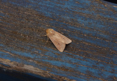 CLAY ( Mythimna ferrago ) . EXMOUTH . DEVON . 16 . 7 . 2018