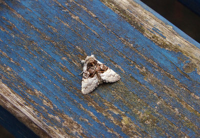 NUT-TREE TUSSOCK . EXMOUTH . DEVON . 16 . 7 . 2018