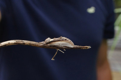 SWALLOW PROMINENT ( Pheosia tremula ) . EXMOUTH . DEVON . 16 . 7 . 2018