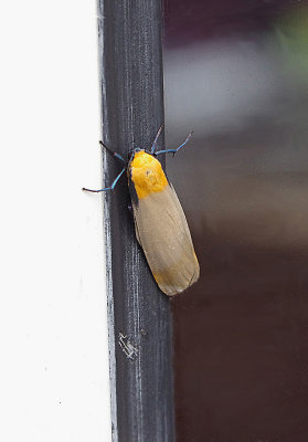 FOUR-SPOTTED FOOTMAN ( Lithosia quadra ) . TOPSHAM . DEVPM .17 / 7 / 2018