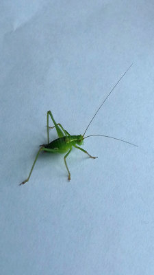 SPECKLED BUSH-CRICKET . TOPSHAM . DEVON . 17 . 7 . 2018.JPG