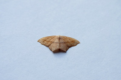 SMALL BLOOD-VEIN ( Scopula imitaria ) . TOPSHAM . DEVON . 20 . 7 . 2018.JPG