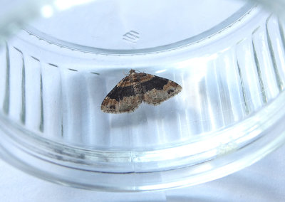 DARK-BARRED TWIN-SPOT CARPET ( Xanthorhoe ferrugata ) . TOPSHAM . DEVON . 22 . 7 . 2018
