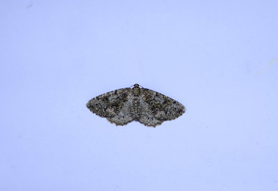BRUSSELS LACE ( Cleorodes lichenaria ) . TOPSHAM . DEVON . 23 . 7 . 2018.JPG