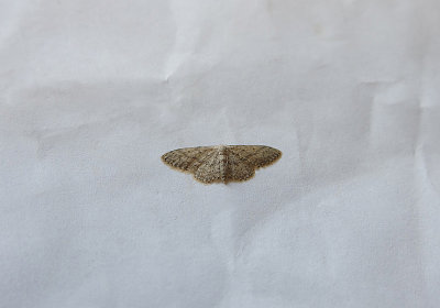 SMALL DUSTY WAVE ( Idaea seriata ) . TOPSHAM . DEVON . 26 . 7 . 2018