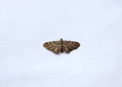 DOUBLE STRIPED PUG ( Gymnoscelis rufifasciata ) . TOPSHAM . DEVON . 27 . 7 . 2018