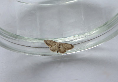 SMALL DUSTY WAVE ( Idaea seriata ) . TOPSHAM . DEVON . 27 . 7 . 2018