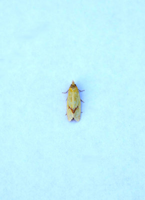 COMMON YELLOW CONCH ( Agapeta hamana ) . TOPSHAM . DEVON . 26 . 7 . 2018