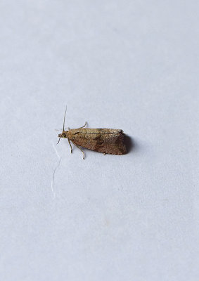 BARRED MARBLE ( Celypha striana ) . TOPSHAM . DEVON . 19 . 7 . 2018