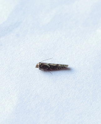 DINGY DOWD ( Blastobasis adustella ) . TOPSHAM . DEVON . 20 . 7 . 2018