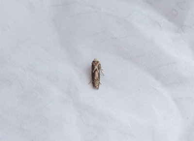 DINGY DOWD ( Blastobasis adustella ) TOPSHAM . DEVON . 27 . 7 . 2018