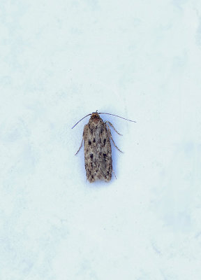 BROWN HOUSE MOTH ( Hofmannophila pseudospretella ) . TOPSHAM . DEVON . 27 . 7 . 2018