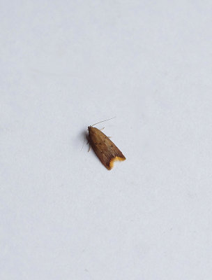RUDDY STREAK ( Tachystola acroxantha ) . TOPSHAM . DEVON . 16 . 7 . 2018