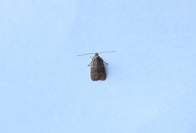 COMMON FLAT BODY ( Agnopterix heracliana ) , TOPSHAM , DEVON , 15 , 7 , 2018