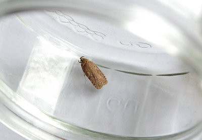 COMMON FLAT BODY ( Agonopterix heracliana ) . TOPSHAM . DEVON . 16 . 7 . 2018 JPG