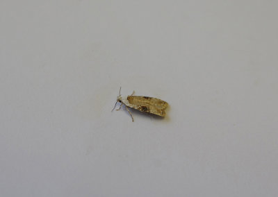 HEMLOCK MOTH ( Agonopterix alstromeriana ) , TOPSHAM , DEVON , 10 , 7 , 2018