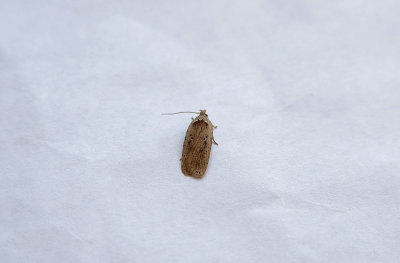 COASTAL FLAT-BODY ( Agonopterix yeatiana ) . TOPSHAM . DEVON . 25 . 7 . 2018