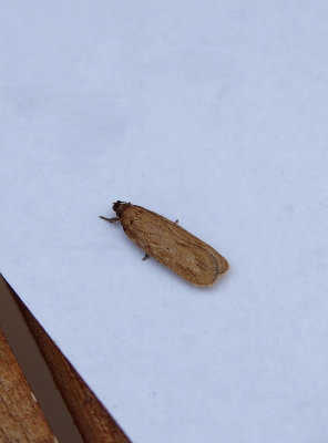 DINGY FLAT-BODY ( Depressaria daucella ) . TOPSHAM . DEVON . 23 . 7 . 2018