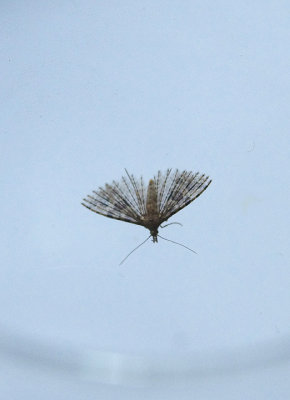 TWENTY-PLUME MOTH ( Alucita hexadactyla ) . TOPSHAM . DEVON . 6 . 7 . 2018
