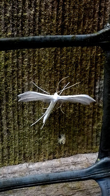 WHITE PLUME . BORHAMWOOD . HERTFORDSHIRE . 16 . 6 . 2018