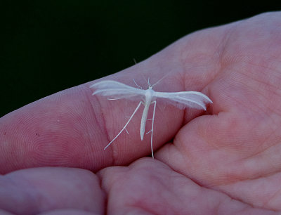 WHITE PLUME . EXMOUTH . DEVON . 23 . 6 . 2018