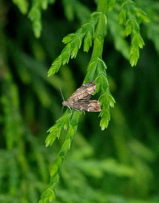 NETTLE-TAP . RADLETT CEMETERY . HERTFORDSHIRE . 16 . 6 . 2018