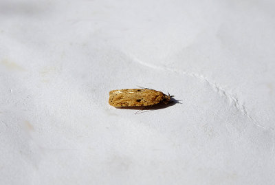 RUSTY OAK BOTTOM ( Acleris ferrugana ) . TOPSHAM . DEVON . 25 . 7 . 2018