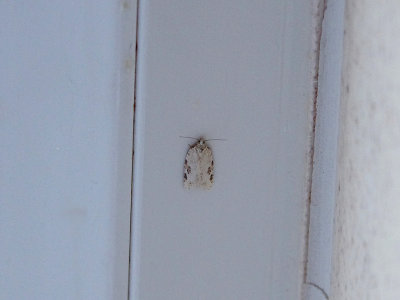 ELM BUTTON ( Acleris kochiella ) . TOPSHAM . DEVON . 20 . 7 . 2018