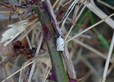 ELM BUTTON ( Acleris kochiella ) . EXMOUTH . DEVON . 7 . 7 . 2018